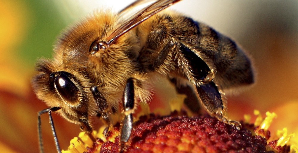 Hình minh họa: Mật ong nguyên chất