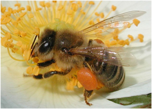 Loài ong mật Apis mellifera. (Ảnh: Wikimedia)