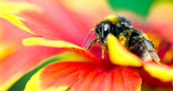 Bí mật của loài ong phần 2