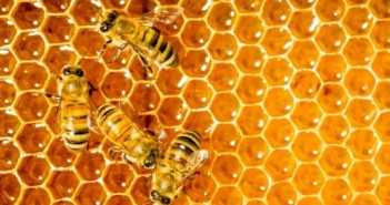 mật ong nguyên chất hoa nhãn